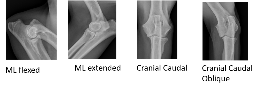 Elbow Dysplasia Screening – International Working Dog Registry